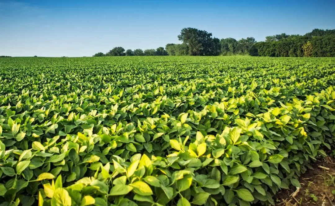 Consejos para el mantenimiento de cultivos herbáceos, leguminosas y oleaginosas
